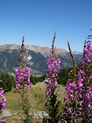 Mountain flowers