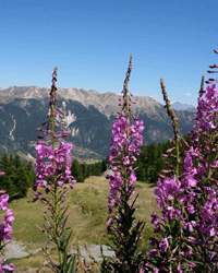 Alpine summer flowers